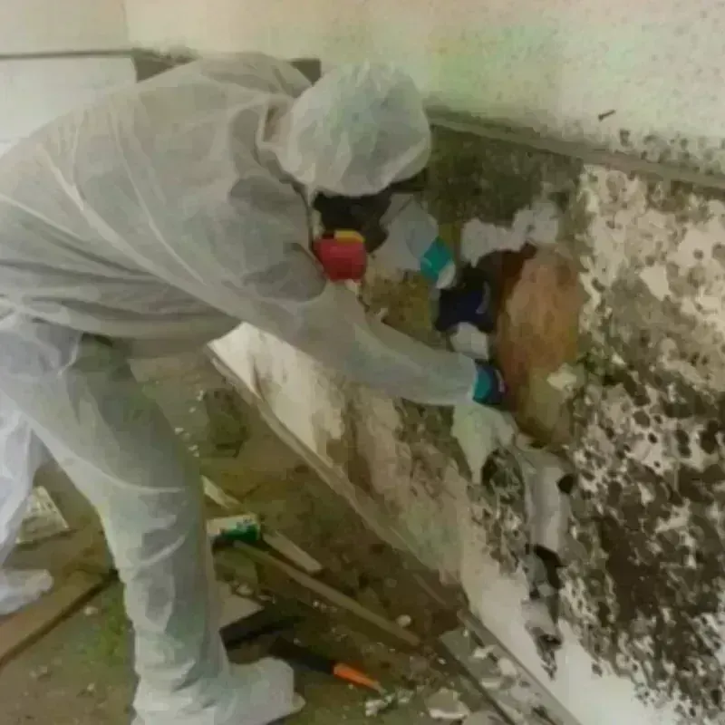 Mold Remediation and Removal in Spring Mount, PA